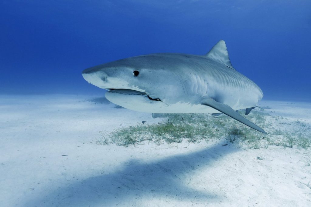 Αυστραλία: Νεκρός 59χρονος από επίθεση καρχαρία 150 μέτρα από παραλία