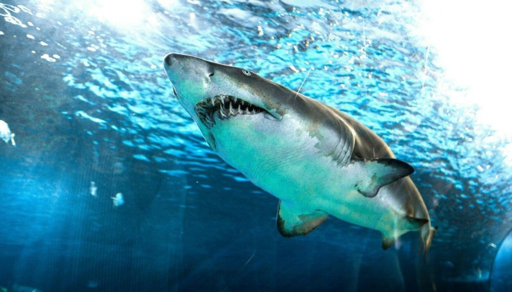 Νέα Καληδονία: Καρχαρίας κατασπάραξε 59χρονο τουρίστα – «Λουκέτο» σε όλες τις παραλίες (βίντεο)