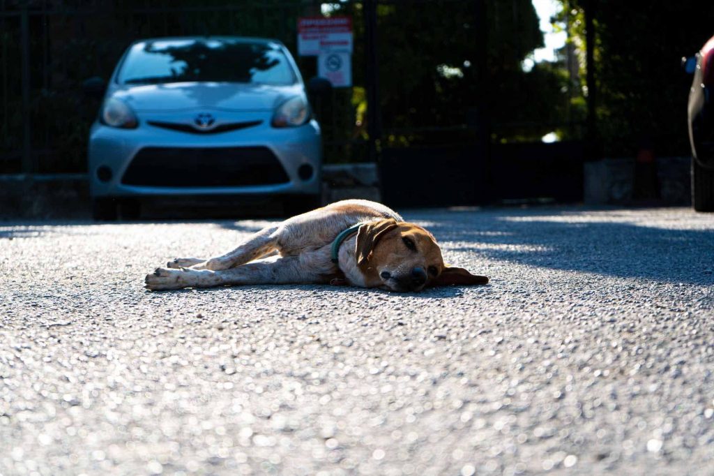 Χτύπησες γάτα ή σκύλο με το αυτοκίνητο; – Το «τσουχτερό» πρόστιμο που θα κληθείς να πληρώσεις