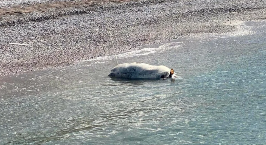 Ρόδος: Η θάλασσα ξέβρασε νεκρές τέσσερις αγελάδες στις παραλίες του νησιού (φώτο)