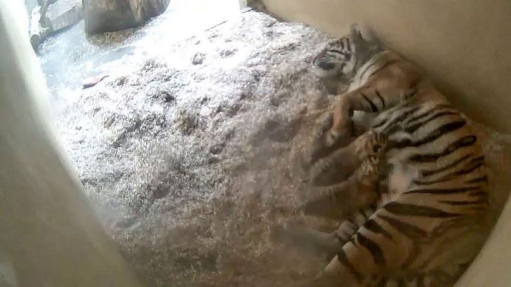 Βρετανία: Βίντεο καταγράφει την στιγμή που δύο σπάνια τιγράκια γεννιούνται σε ζωολογικό κήπο (βίντεο)