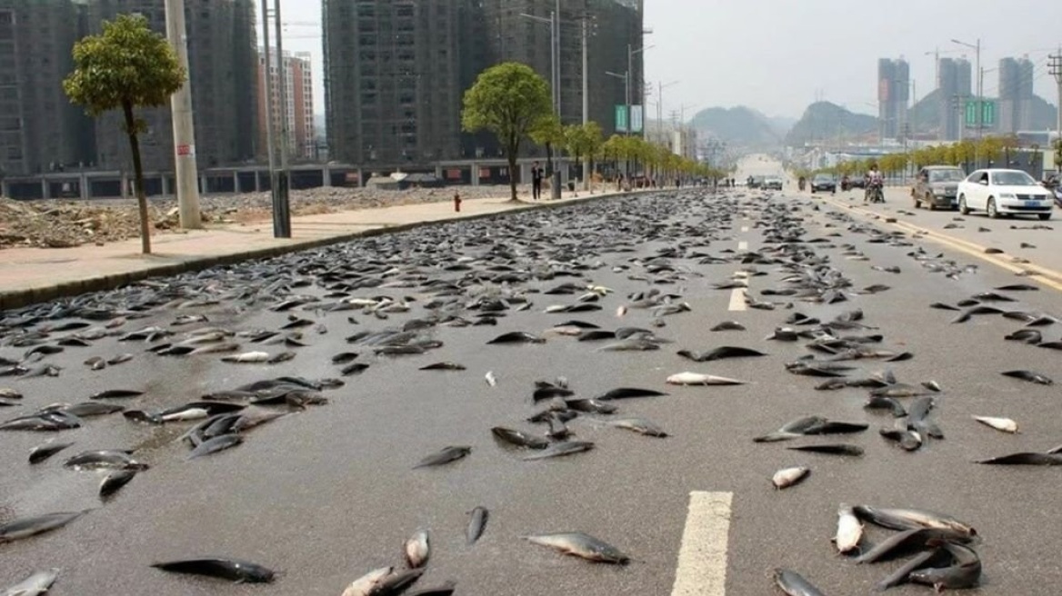 Αυστραλία: «Άνοιξαν οι ουρανοί» και «έβρεξε» ψάρια – «Ασυνήθιστο αλλά όχι πρωτοφανές» (φωτο)