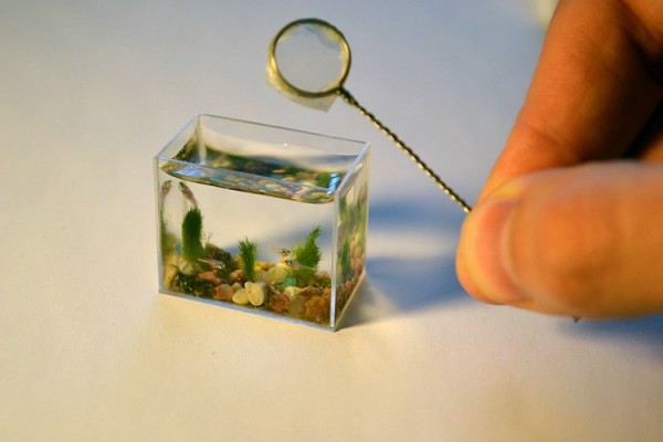 Αυτό είναι το μικρότερο ενυδρείο στον κόσμο – Χωράει μόνο τα μικρότερα ψάρια του κόσμου (φωτο)