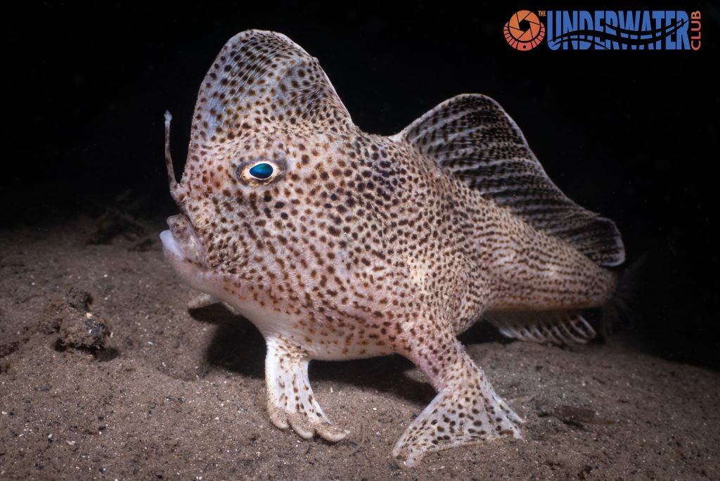 Τασμανία: Φωτογράφος απαθανάτισε για πρώτη φορά το σπάνιο ψάρι που περπατάει με «τα χέρια του»