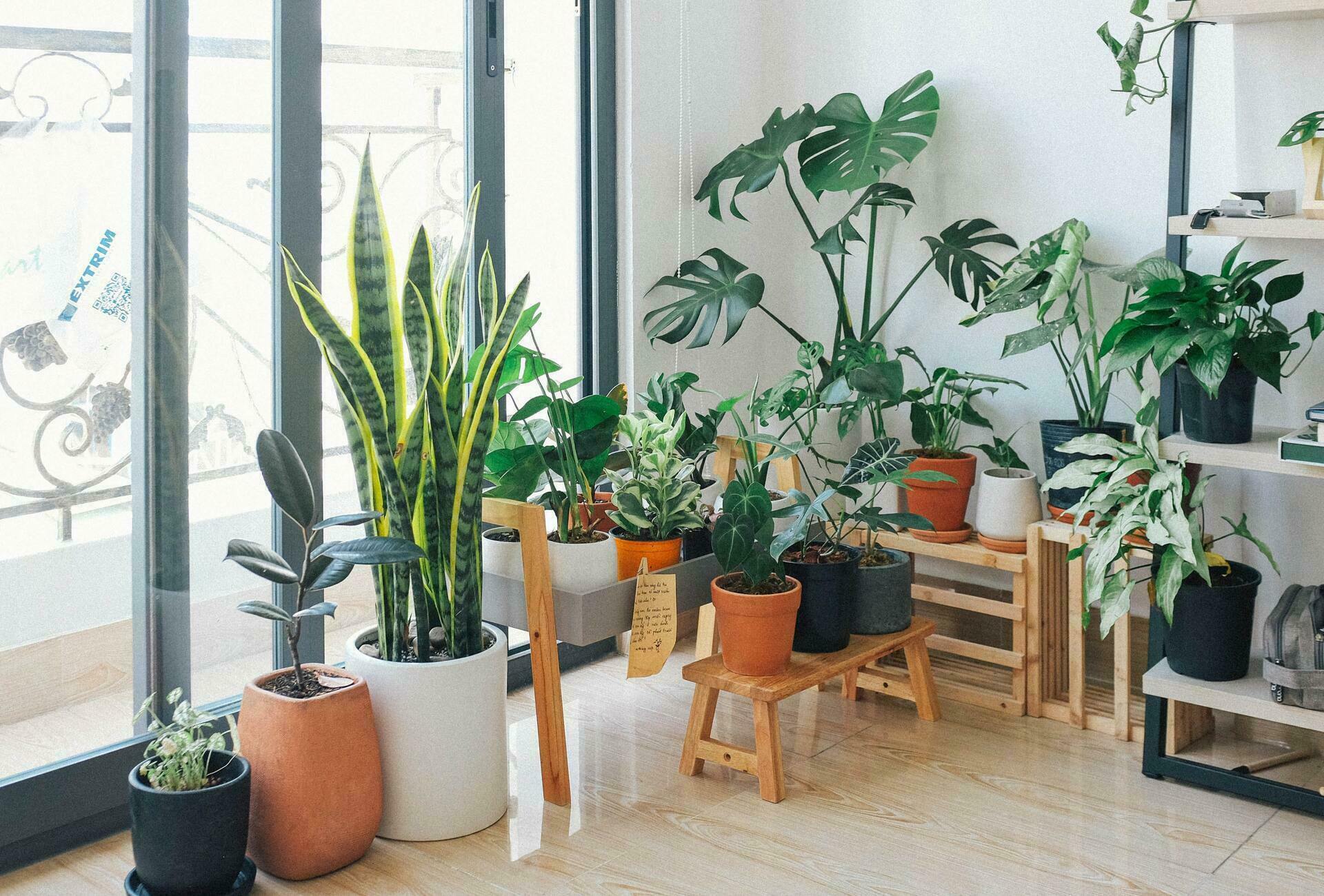 Τι πρέπει να κάνεις για να σώσεις ένα ετοιμοθάνατο φυτό εσωτερικού χώρου