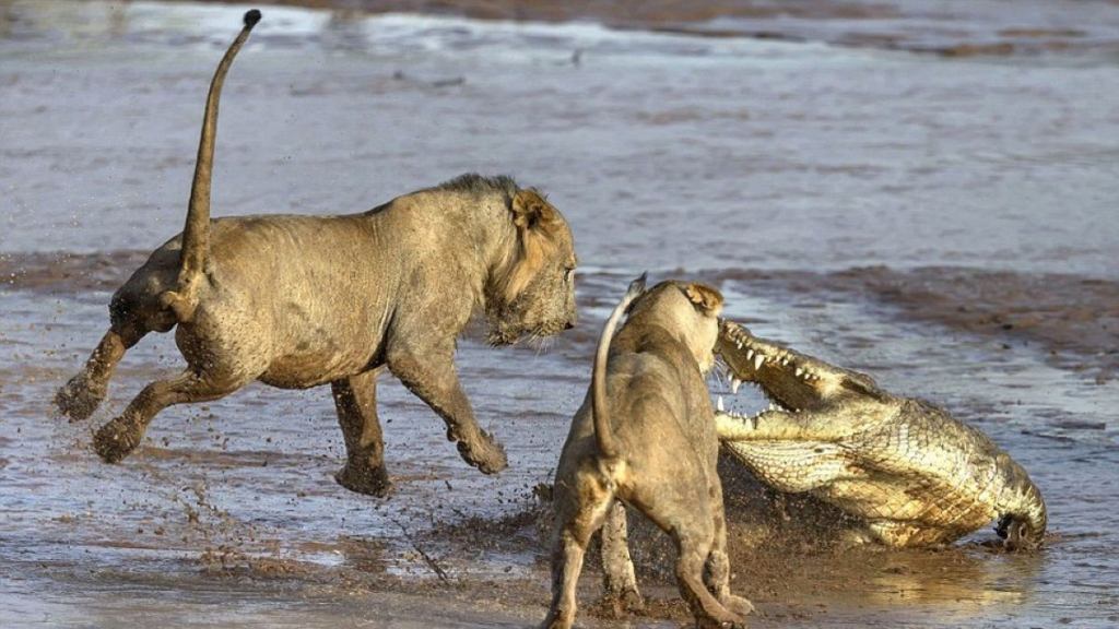 «Σκληρό» βίντεο: Η μάχη ενός κροκόδειλου με πέντε λιοντάρια στο πάρκο Κρούγκερ