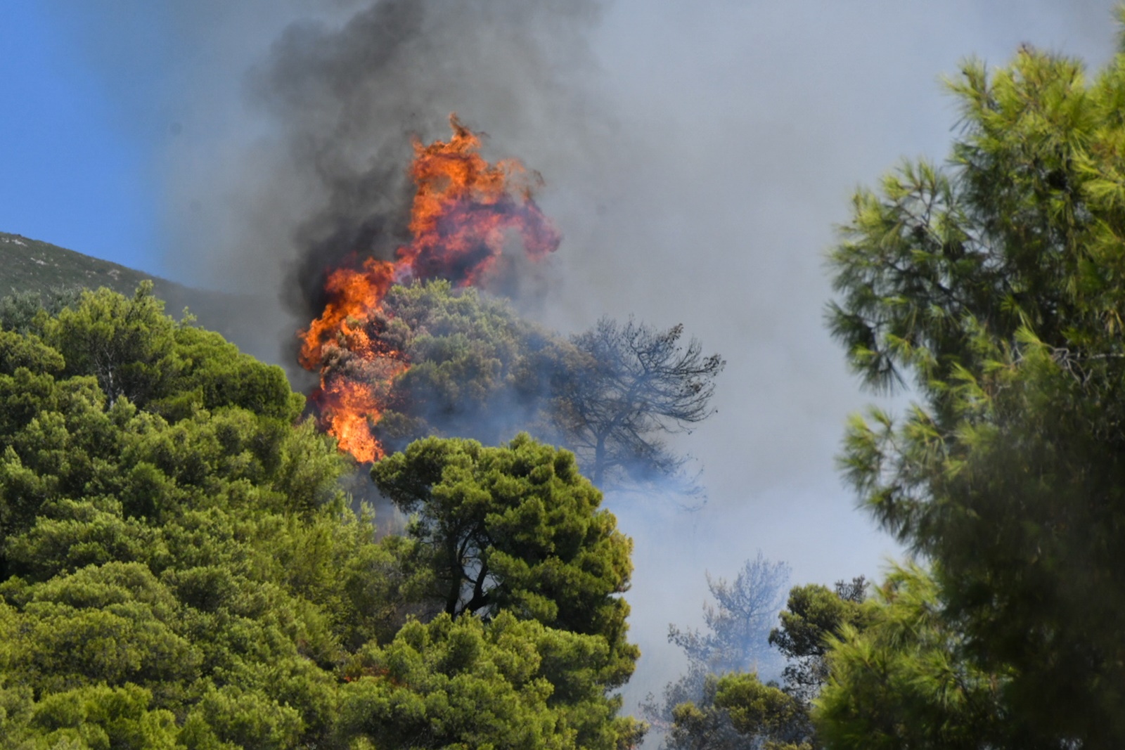 Φωτιά σε ρεματιά έξω από το χωριό Αρτέμιδα του δήμου Ζαχάρως