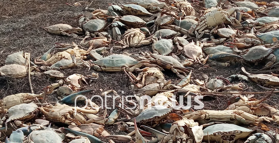 Ηλεία: Χιλιάδες καβούρια βρέθηκαν νεκρά στην λιμνοθάλασσα Κοτυχίου