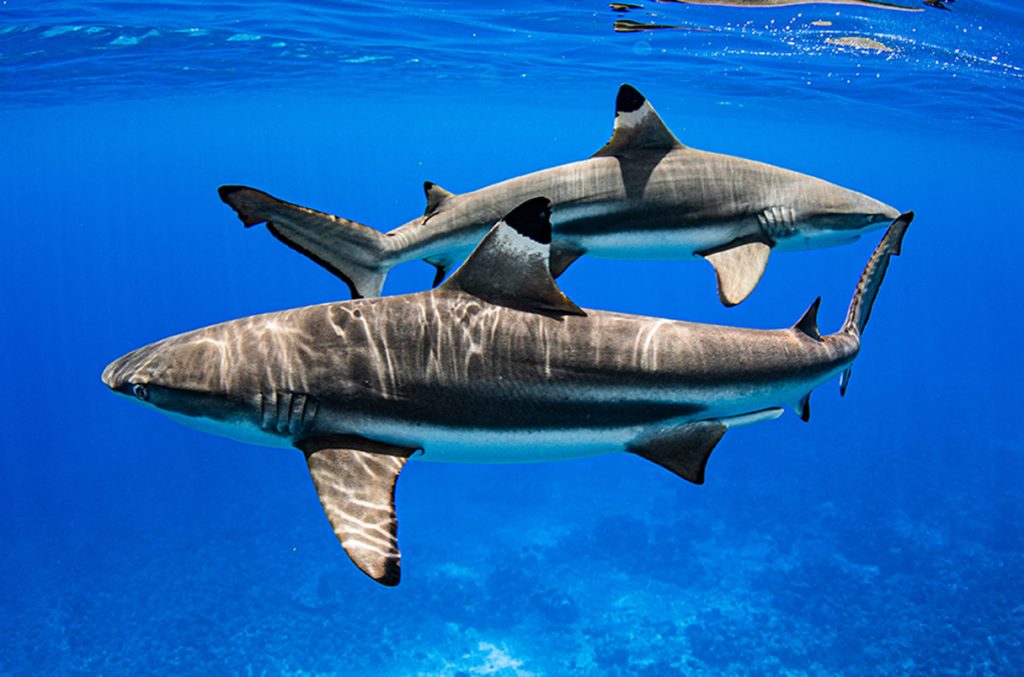 ΗΠΑ: Κοπάδι από καρχαρίες σε… φρενίτιδα μόλις βρήκαν το γεύμα τους (βίντεο)