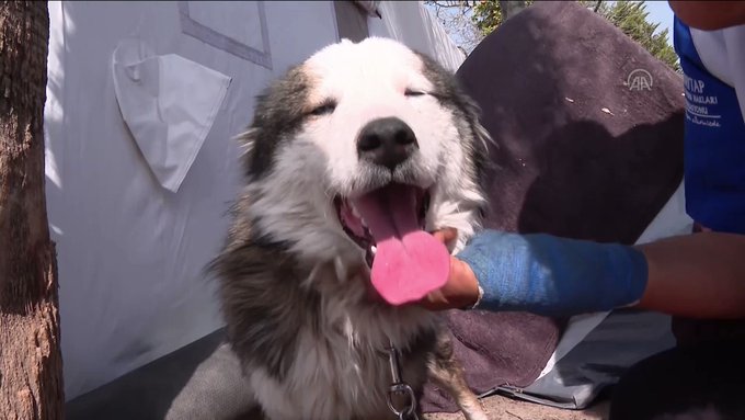 Τουρκία: Σκύλος διασώθηκε από τα ερείπια 23 ημέρες μετά το σεισμό (βίντεο)