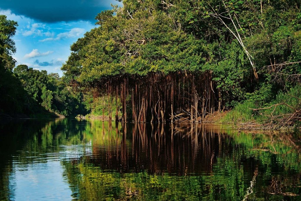 Αμαζόνιος: Άνδρας χάθηκε επί ένα μήνα στη ζούγκλα – Επιβίωσε τρώγοντας σκουλήκια και πίνοντας τα ούρα του (βίντεο)