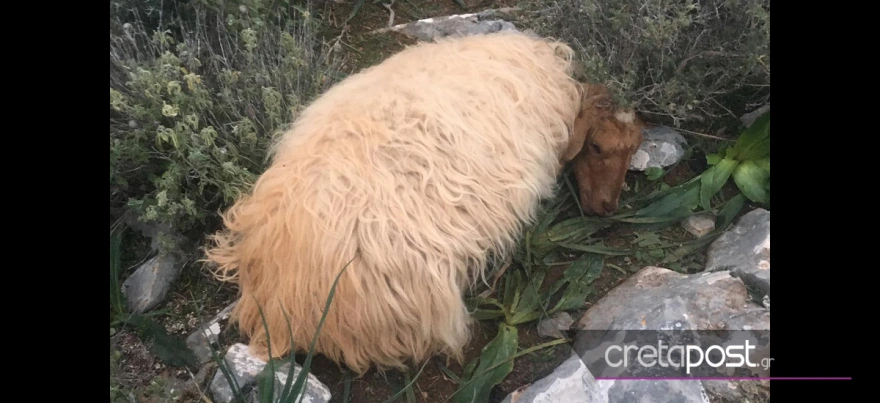 Ηράκλειο: Αγέλη σκύλων κατασπάραξε τουλάχιστον 17 πρόβατα