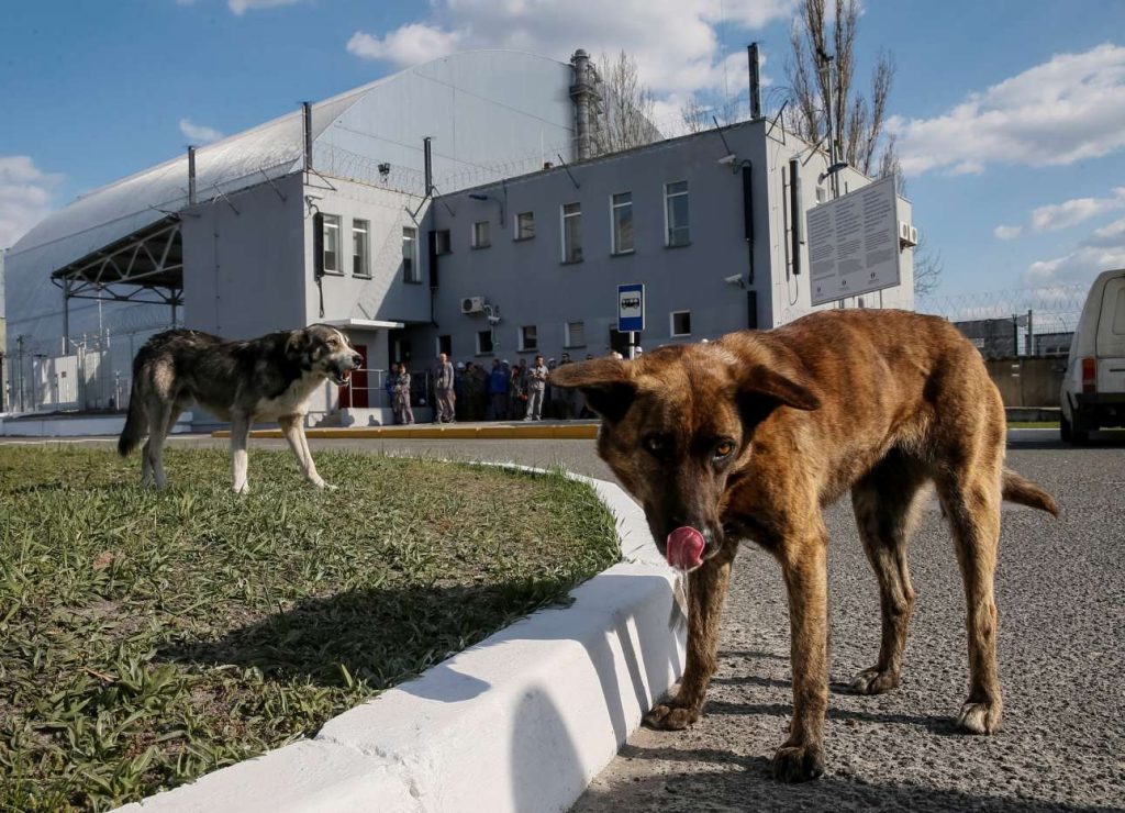 Τι απέγιναν τα σκυλιά του Τσερνόμπιλ; – Πώς κατάφεραν και επέζησαν; (φώτο-βίντεο)