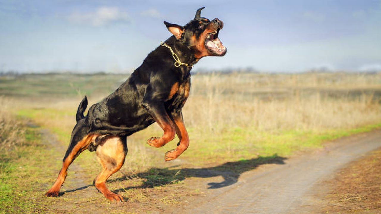 Λαμία: Σκύλος επιτέθηκε σε μαθητή την ώρα που πήγαινε στο σχολείο
