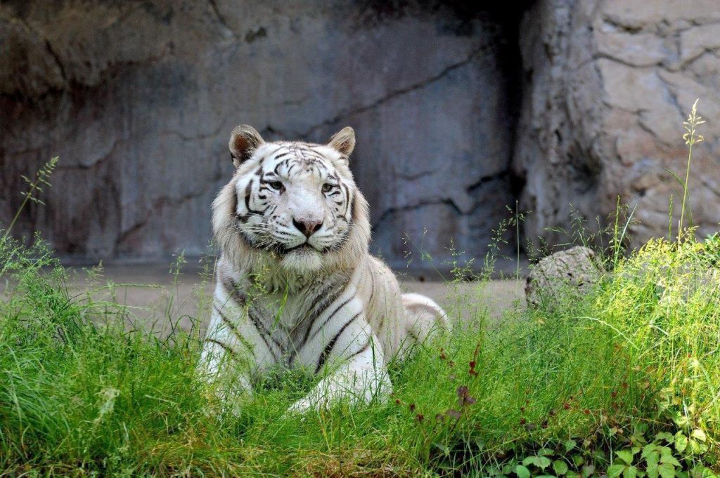 Λευκή τίγρης βρέθηκε εγκαταλελειμμένη στα σκουπίδια του Αττικού Ζωολογικού Πάρκου – «Είναι μωρό περίπου 3-4 μηνών»