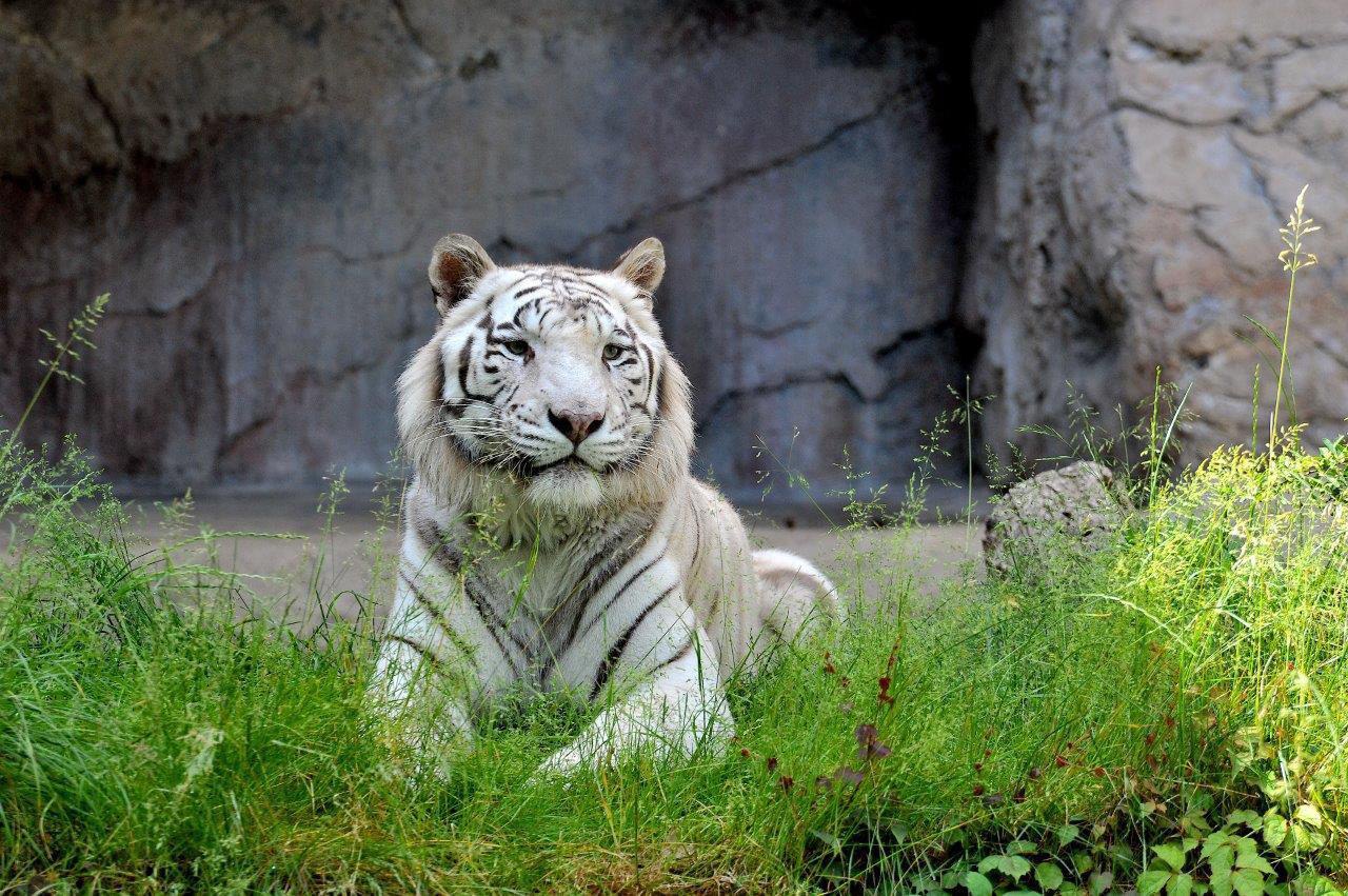 Λευκή τίγρης βρέθηκε εγκαταλελειμμένη στα σκουπίδια του Αττικού Ζωολογικού Πάρκου – «Είναι μωρό περίπου 3-4 μηνών»