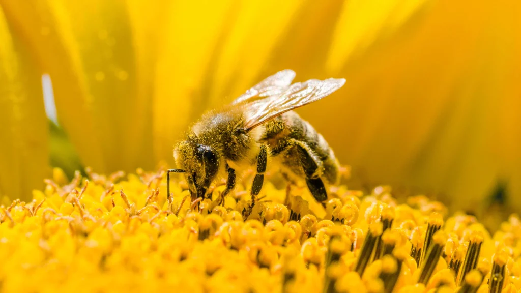 Οι μέλισσες που μαθαίνουν να… λύνουν γρίφους!
