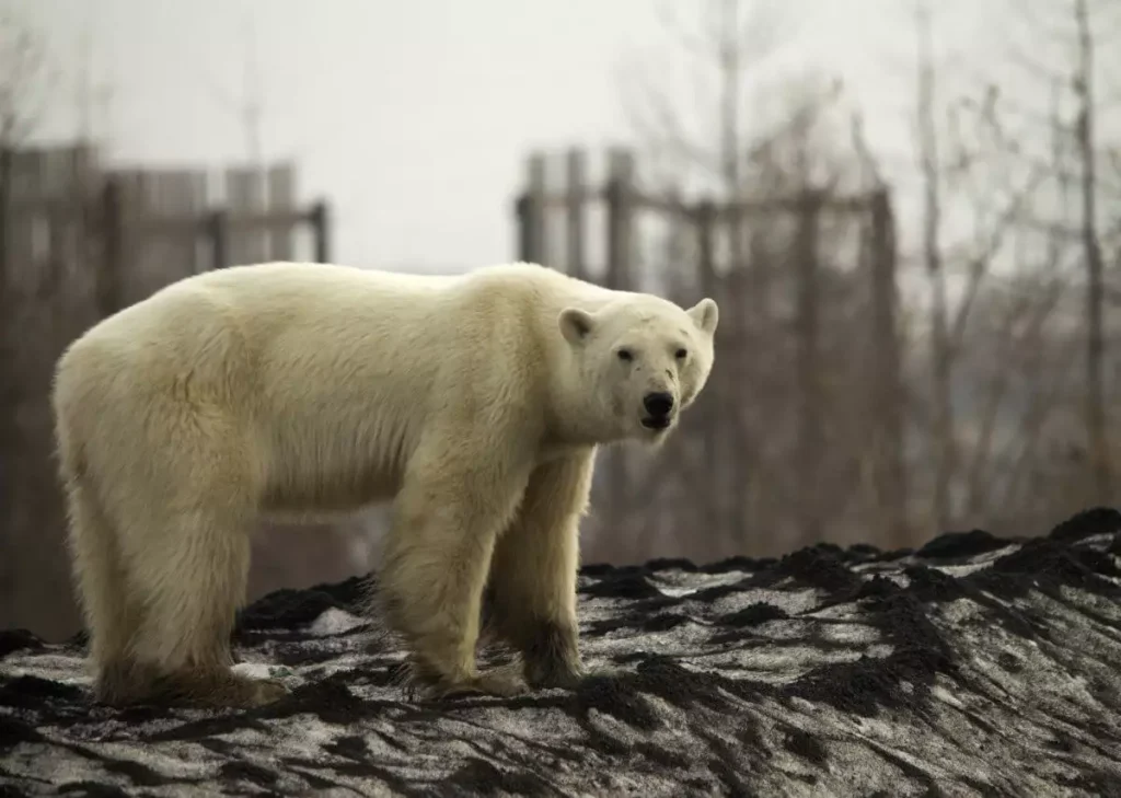 Κοπεγχάγη: Πολική αρκούδα έπαθε ηλεκτροπληξία και σκοτώθηκε μέσα σε ζωολογικό κήπο