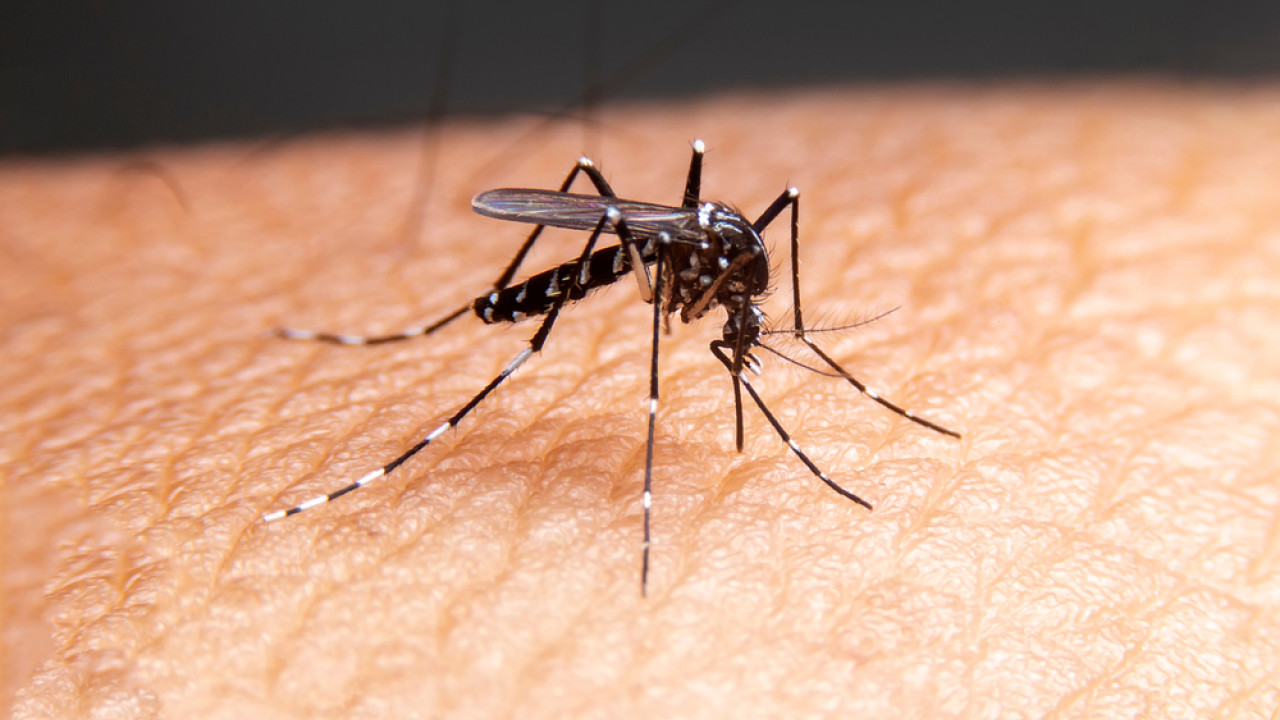 Αυτά είναι τα συμπτώματα του ιού Τσικουνγκούνια που μεταδίδουν τα κουνούπια