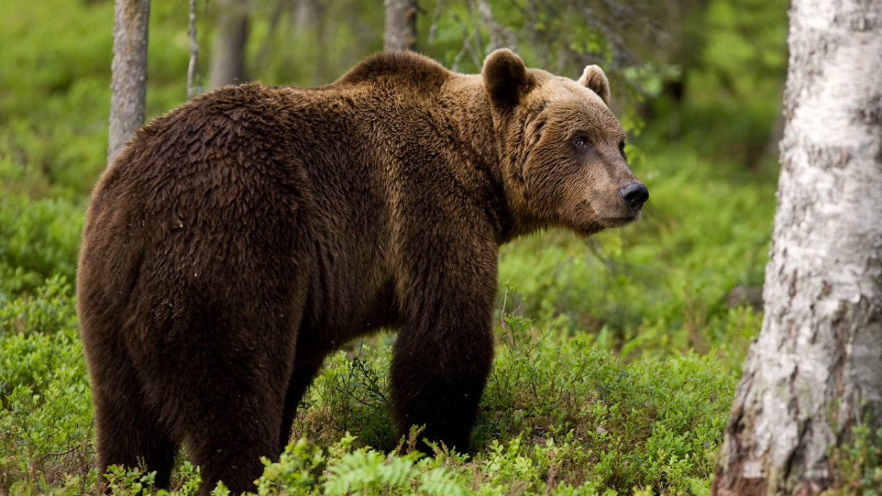 «Ξύπνησαν» οι αρκούδες στο Νυμφαίο και ξεκίνησαν τις βόλτες (βίντεο)