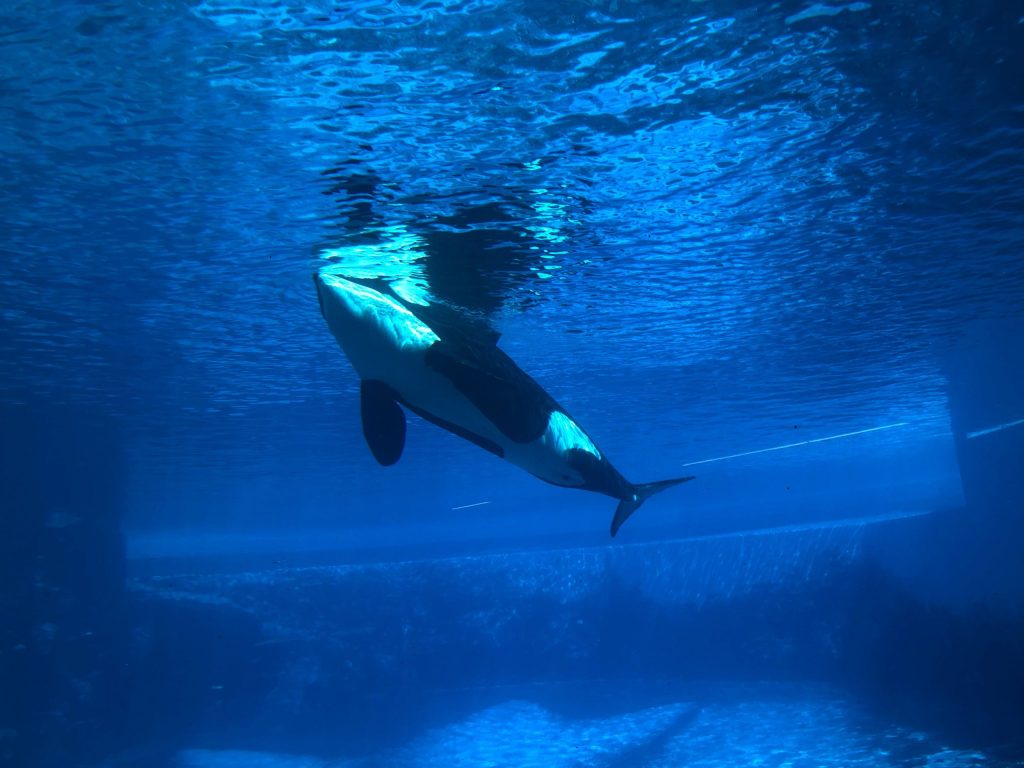 Πέθανε η Kiska γνωστή ως η πιο μοναχική φάλαινα στον κόσμο (βίντεο)