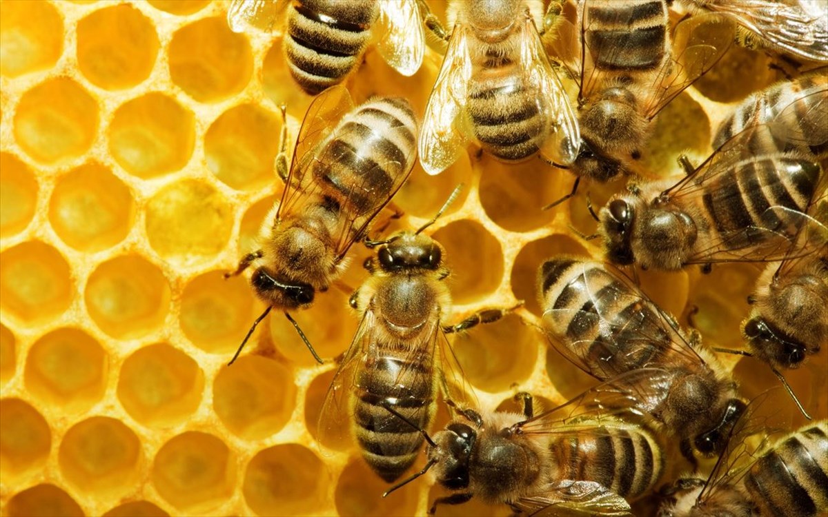 Έχετε αναρωτηθεί; – Τι θα συμβεί στον πλανήτη αν… εξαφανιστούν οι μέλισσες;