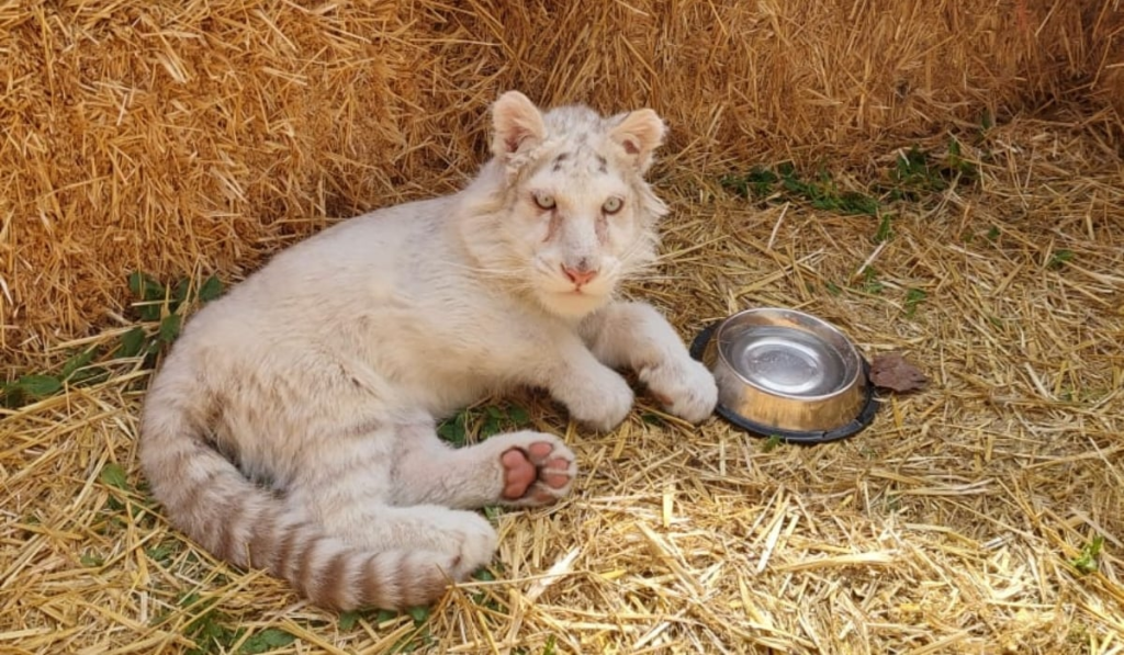 Φιλοζωική οργάνωση ζητά παρέμβαση Εισαγγελέα για το τιγράκι που βρέθηκε έξω από το Αττικό Ζωολογικό Πάρκο