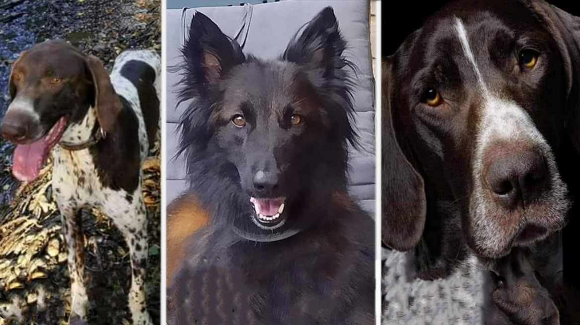 Γαλλία: Δηλητηρίασαν σκυλιά που έπαιρναν μέρος σε αγώνα Canicross