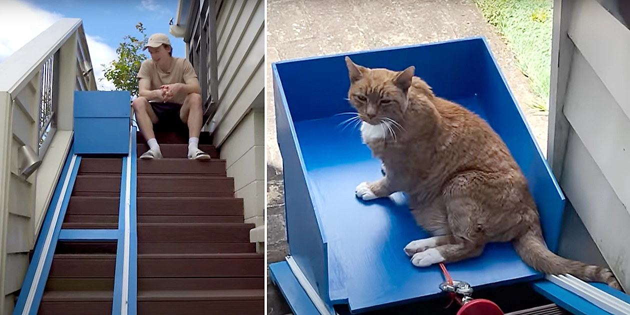 Βρετανία: 20χρονος έφτιαξε ασανσέρ στο σπίτι του για την ηλικιωμένη γάτα του (βίντεο)