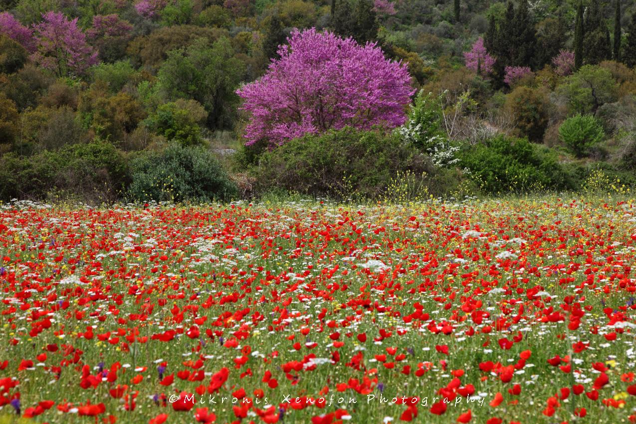 Εαρινή ισημερία 2023: Πότε ξεκινάει επίσημα η άνοιξη