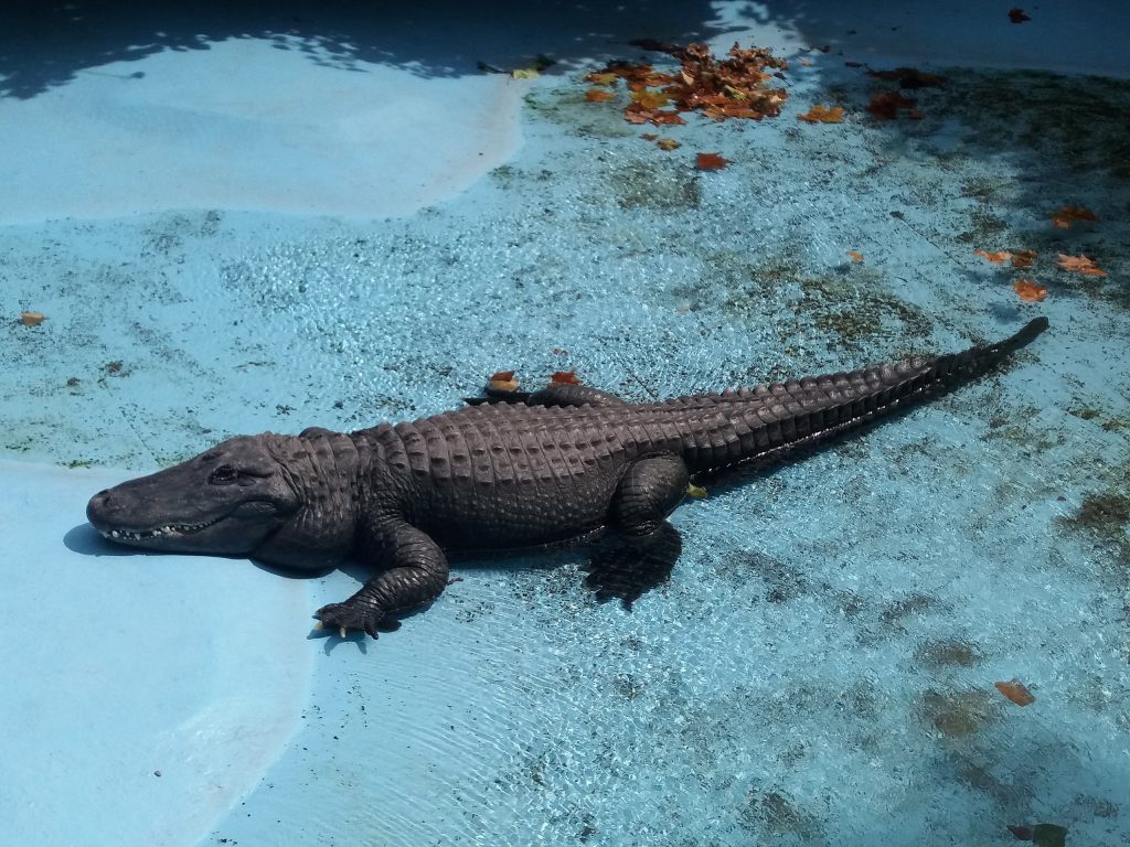 Βίντεο: Απλά τέλειο – Αλιγάτορας κοιμάται στην φωλιά της μαμάς του της… πάπιας μαζί με τα παπάκια