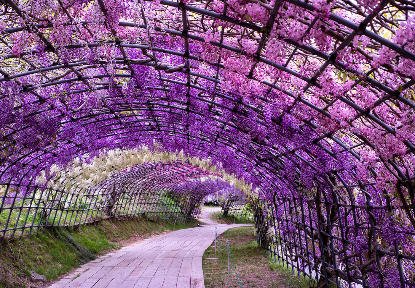 Wisteria Tunnel: Το τούνελ στην Ιαπωνία που σε μεταφέρει… στον παράδεισο (φωτο)