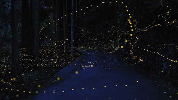 Εντυπωσιακές εικόνες απαθανατίζουν την φωτεινή διαδρομή των… πυγολαμπίδων (φωτο)