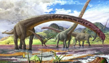 Κίνα: Ανακαλύφθηκε δεινόσαυρος με βάρος 70 τόνους και λαιμό που έφτανε τα 15 μέτρα
