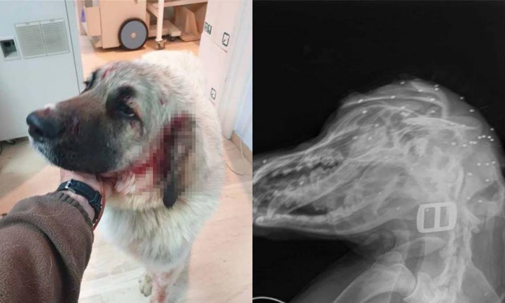 Ρέθυμνο: Πυροβόλησαν σκύλο την ώρα που έπαιζε σε αυλή σπιτιού