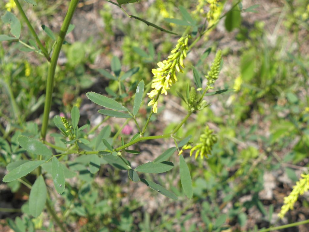 Μελίλωτος: Αυτά είναι τα φαρμακευτικά οφέλη του