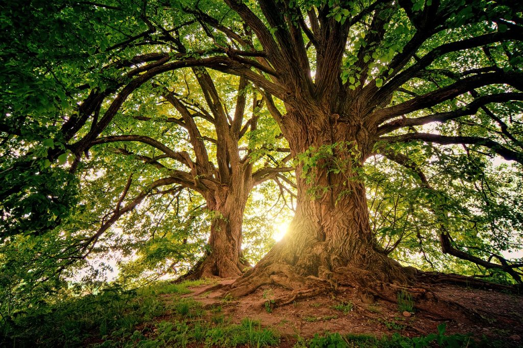 Τα δέντρα στη λαϊκή παράδοση των Ελλήνων – Η σύνδεσή τους με την αρχαιότητα