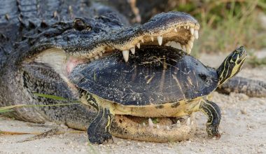 Ατρόμητη χελώνα ξέφυγε μέσα από το στόμα τεράστιου αλιγάτορα (βίντεο)