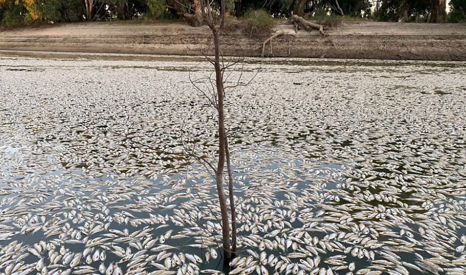 Αυστραλία: Εκατομμύρια νεκρά ψάρια σε ποταμό – Που οφείλεται το φαινόμενο;