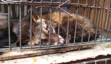 Παράνομο εμπόριο άγριων ζώων: Έβγαζαν εκατομμύρια και τα περνούσαν παράνομα στην Ελλάδα