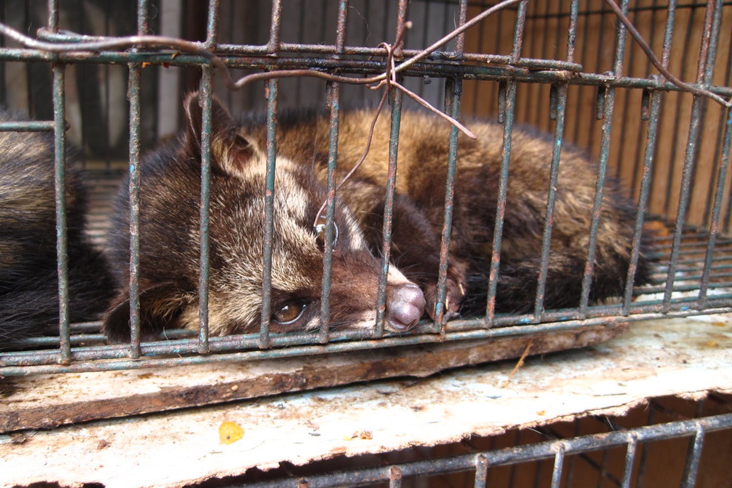 Παράνομο εμπόριο άγριων ζώων: Έβγαζαν εκατομμύρια και τα περνούσαν παράνομα στην Ελλάδα