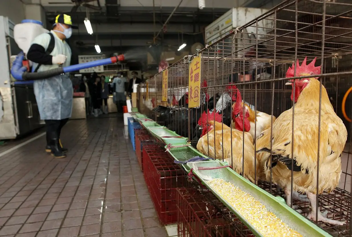 Σουηδία: Κρούσματα γρίπης των πτηνών εντοπίστηκαν σε πτηνοτροφείο – Ο ιός σκότωσε χιλιάδες πτηνά