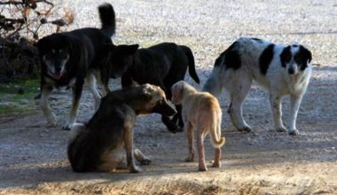 Καμένα Βούρλα: Αγέλη αδέσποτων σκύλων κατασπάραξαν δεσποζόμενο (βίντεο)