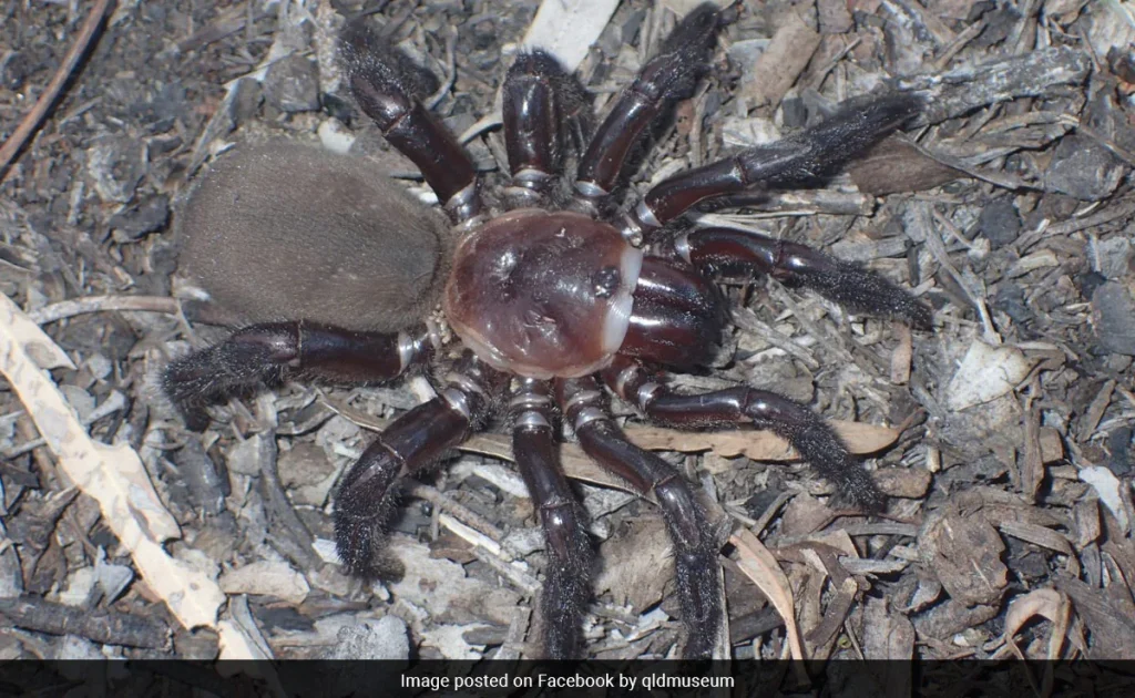 Σπάνιο είδος γιγαντιαίας αράχνης εντοπίστηκε στην Αυστραλία