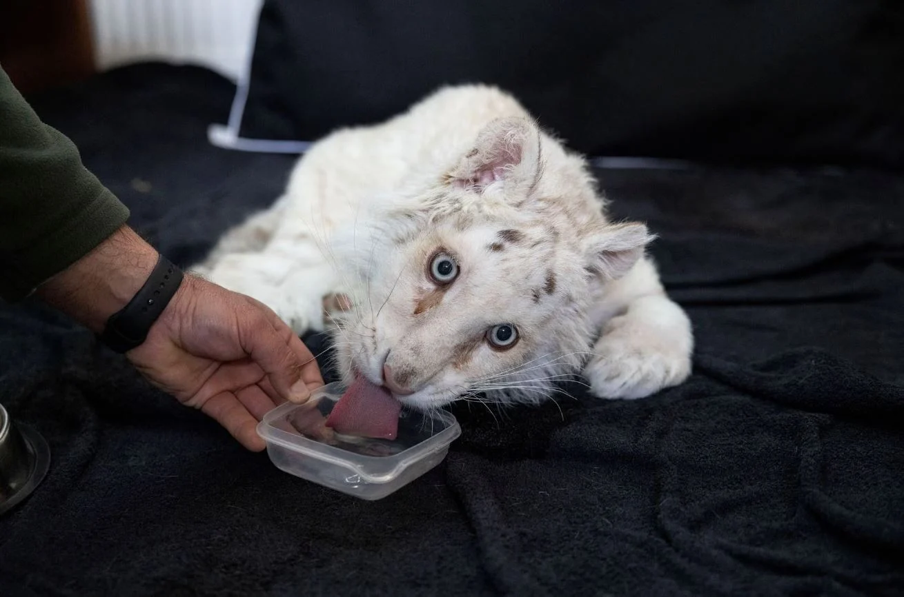 Επιτροπή 12 κτηνιάτρων θα δει το λευκό τιγράκι που βρέθηκε στα σκουπίδια έξω από το Αττικό Πάρκο (φώτο)