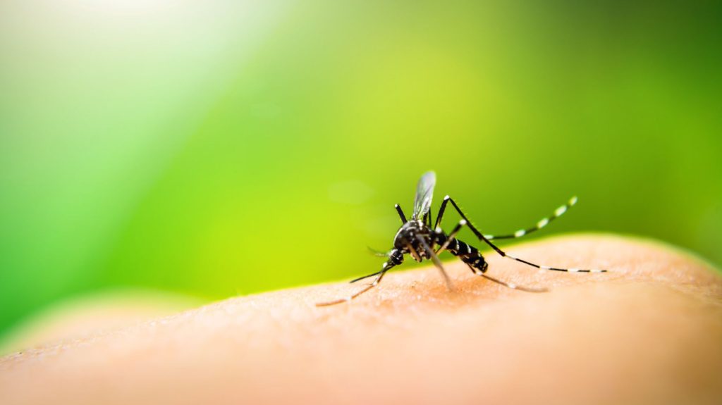 Τσίμπημα από έντομο: Τα δέκα σημάδια που επιβάλλουν την επίσκεψη στο νοσοκομείο