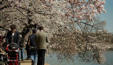 Εντυπωσιακές εικόνες από τις περίφημες ανθισμένες κερασιές της Ουάσινγκτον (φωτό)