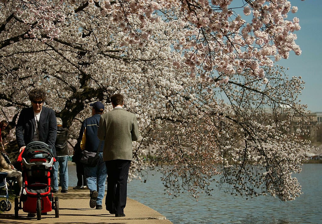 Εντυπωσιακές εικόνες από τις περίφημες ανθισμένες κερασιές της Ουάσινγκτον (φωτό)