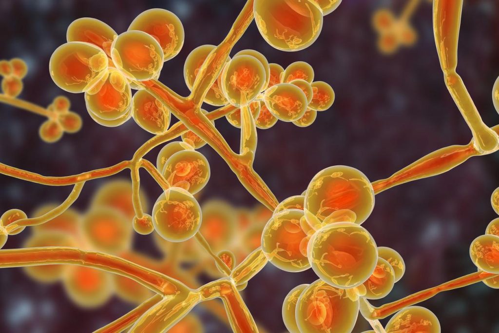 Candida Auris: Προσοχή στα συμπτώματα μόλυνσης από τον επικίνδυνο μύκητα