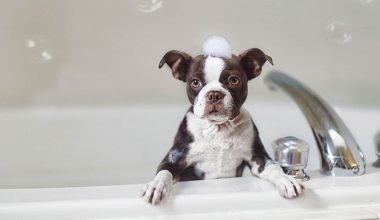 Δείτε πώς να καθαρίσετε σωστά τα αυτιά του σκύλου σας – Βήμα-βήμα τι να κάνετε